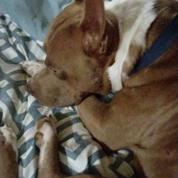 Meet your Posher, Samantha - Picture 3 of 4